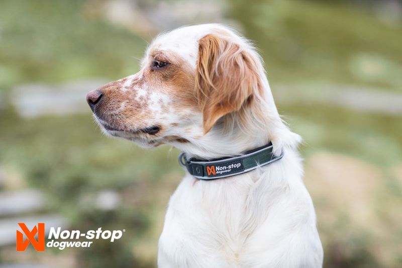 Non-stop dogwear Roam collar
