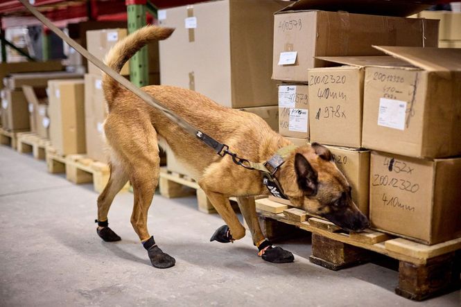 Hovedbilde Non-stop dogwear Solid leash WD 200 cm