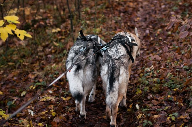 Hovedbilde Non-stop dogwear Touring double kobling til ...