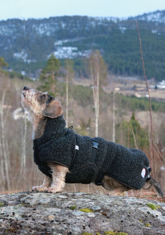 CANELANA Selva Ulldekken Hund Dachs