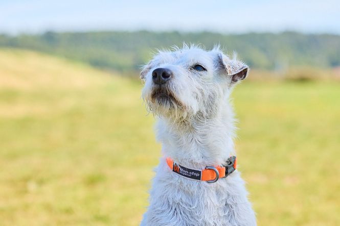 Hovedbilde Non-stop dogwear Tumble collar