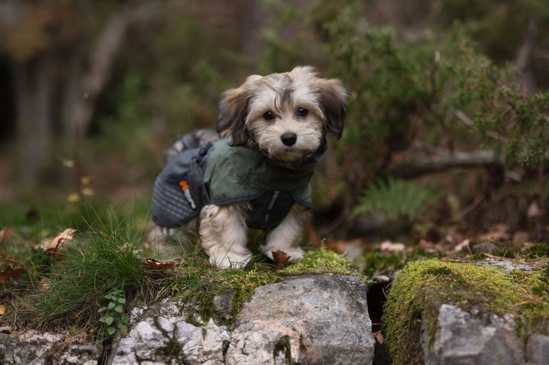 Non-stop dogwear Fjord raincoat dekken
