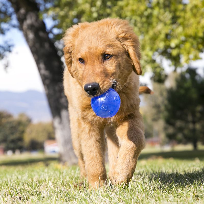 Hundeleke KONG Squeezz Ball M