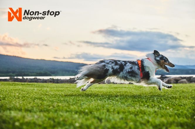 Hovedbilde Non-stop dogwear Line harness 5.0