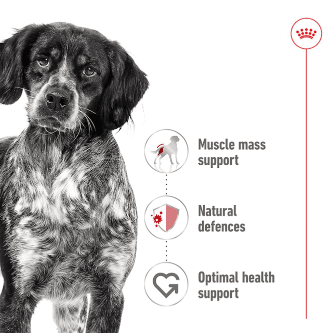 Hovedbilde Royal Canin Våtfor Medium Adult 140g