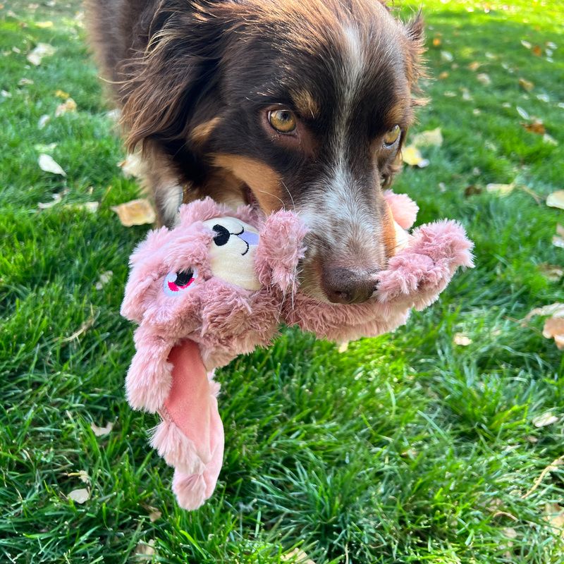 Hundeleke KONG Scrumpletz Bunny M