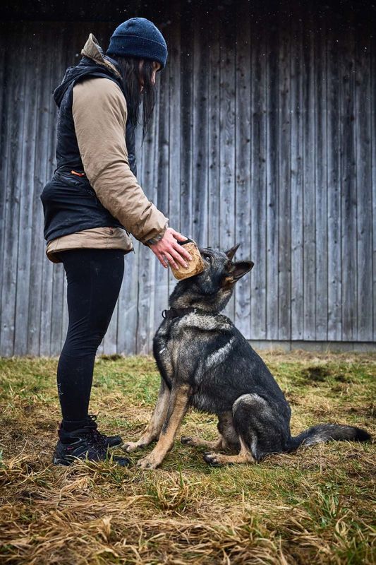 Non-stop dogwear Solid adjustable collar WD