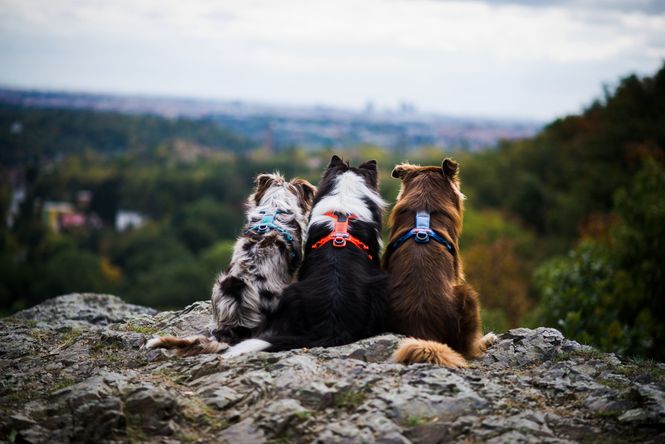 Hovedbilde Non-stop dogwear Line harness 5.0