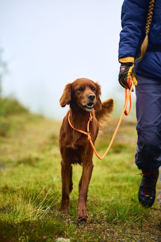 Non-stop dogwear Retriever leash