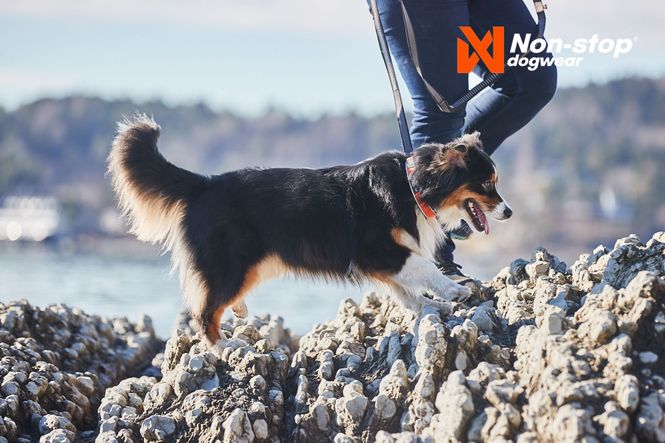 Hovedbilde Non-stop dogwear Cruise collar