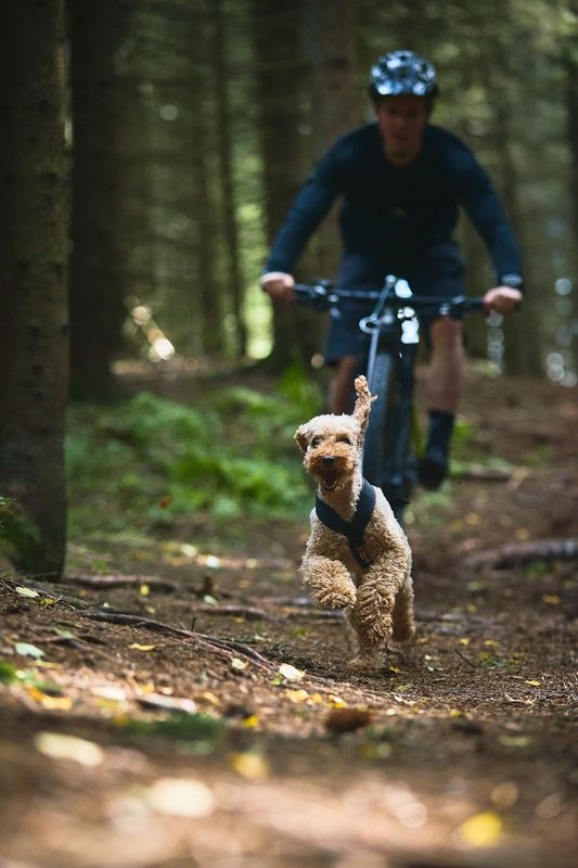 Non-stop dogwear Freemotion harness sele