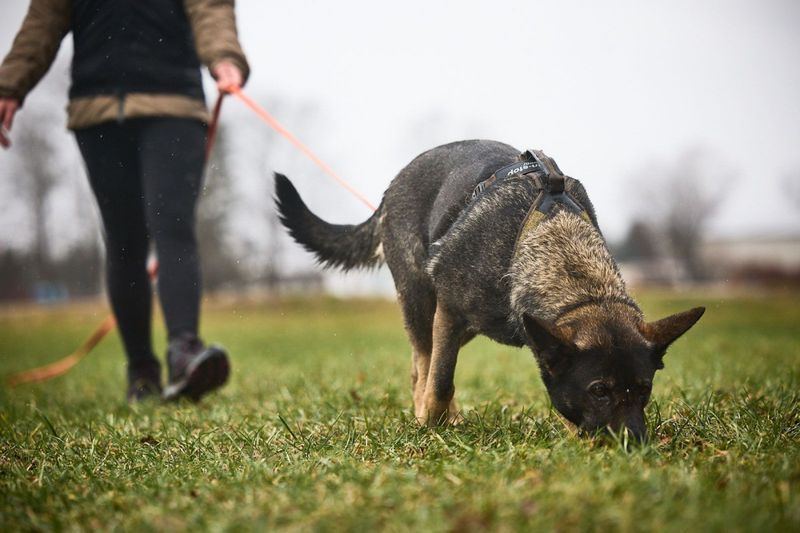 Non-stop dogwear Line harness grip WD