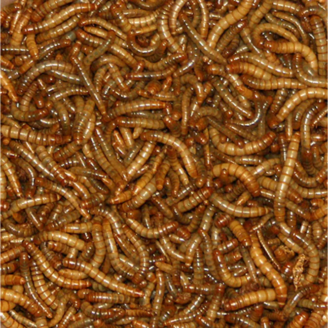 Hovedbilde Melorm Tørket 200gr For Villfugler