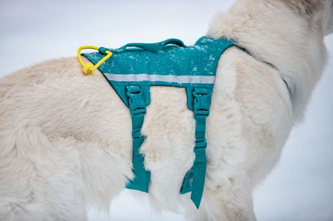 Hovedbilde Non-stop dogwear Ramble harness long