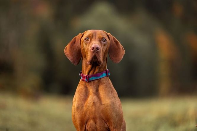 Hovedbilde Non-stop dogwear Trail quest collar