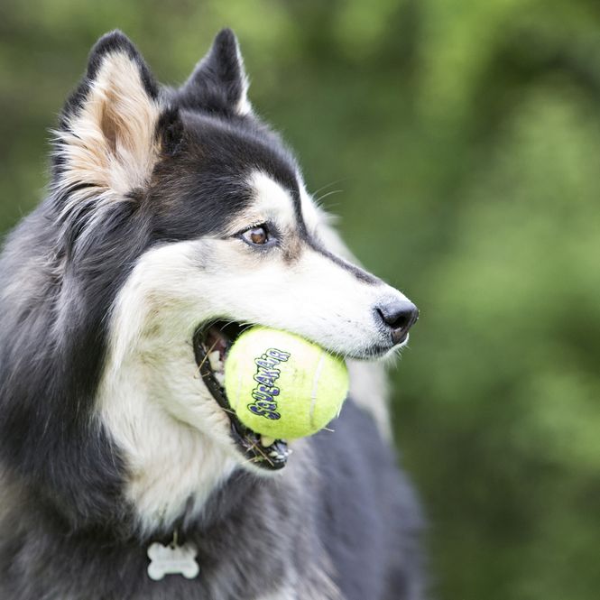 Hovedbilde Hundeleke KONG AirDog SqueakAir Ball M 6pk