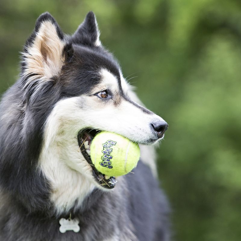 Hundeleke KONG AirDog SqueakAir Ball M 6pk